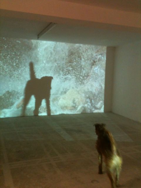 Ulf in front of the installation of she wonders/wanders film casting a shadow onto the screen
