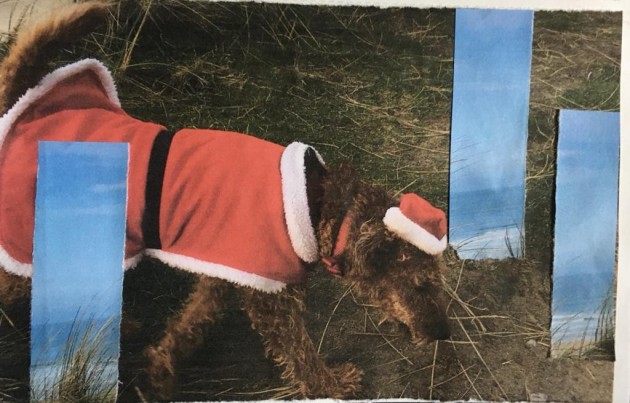 Collage of irish terrier in a Christmas costume with sky scape