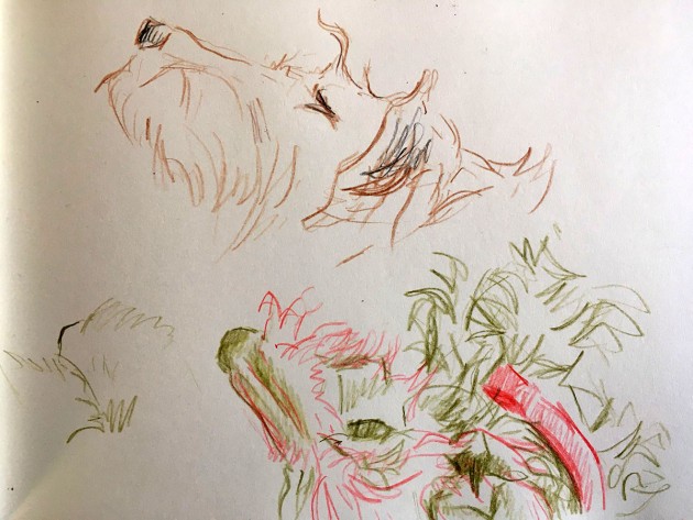 drawings of an irish terrier