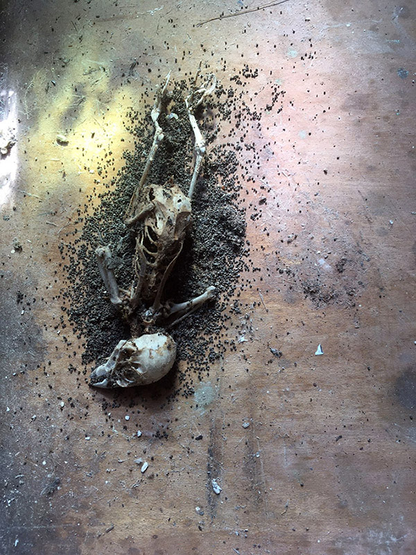 skeleton of sparrow