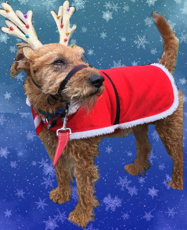 Irish terrier in a red santa coat and gold reindeer horns with bells standing amidst and blue background with snowflakes.